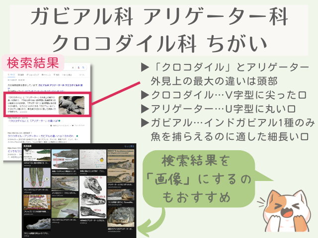 「ガビアル科 アリゲーター科 クロコダイル科 ちがい」で検索した結果一覧